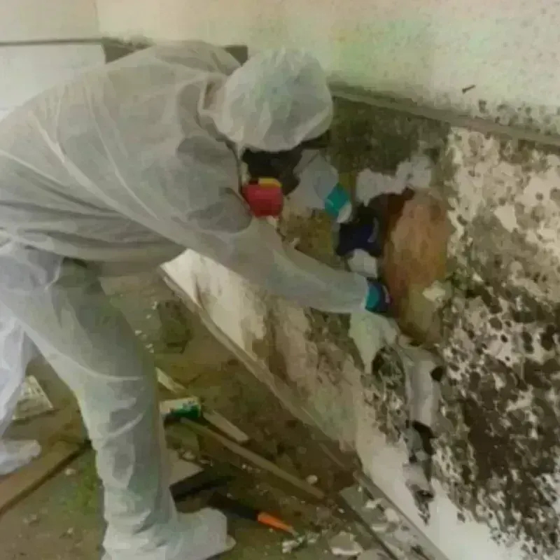 Mold Remediation and Removal in Clayton, NC